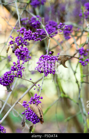 Callicarpa bodinieri var. Giraldii 'Profusion'. En automne Profusion Beautyberry Banque D'Images