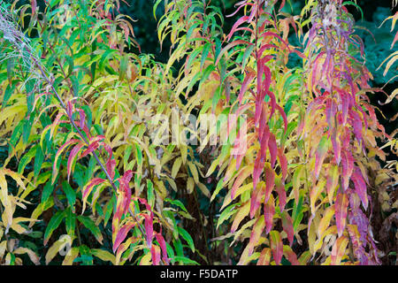 Chamerion angustifolium. Rosebay willowherb en automne dans la campagne écossaise Banque D'Images