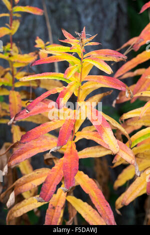 Chamerion angustifolium. Rosebay willowherb en automne dans la campagne écossaise Banque D'Images