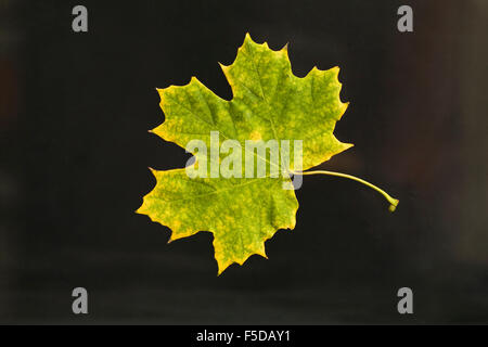 Une feuille d'érable à l'automne en couleur Banque D'Images