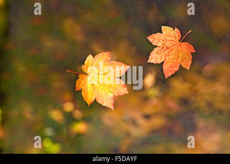 Deux feuilles d'érable de la chute d'un arbre d'érable à l'automne, changement de couleur en Octobre Banque D'Images