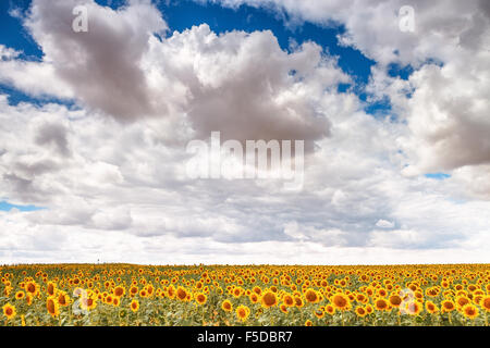 Un champ de tournesols près de Herrera de Pisuerga, Palencia, Castille Leon, Espagne. Banque D'Images