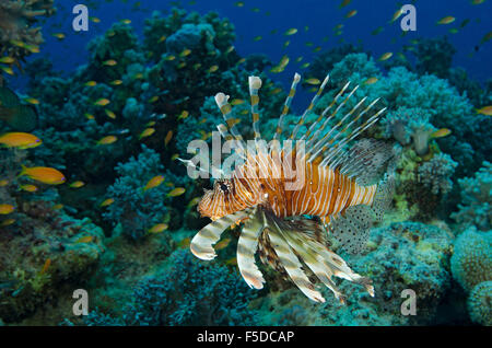 Poisson-papillon rouge, Pterois volitans, chasse sur les récifs coralliens à hamata, Red Sea, Egypt Banque D'Images