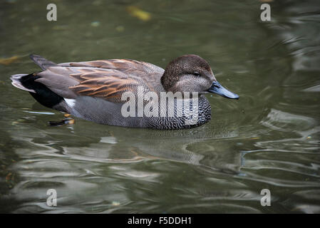 Le Canard chipeau (Anas strepera strepera) mâle / Mareca nager dans le lac Banque D'Images