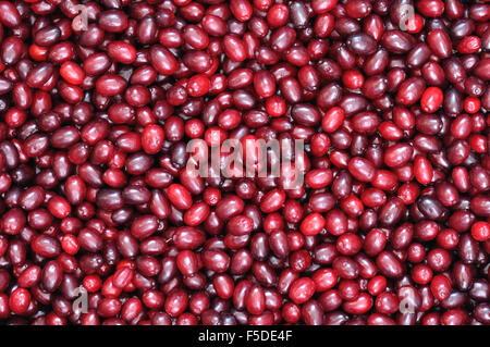 Close-up de cerises en cornaline rouge mûr Banque D'Images