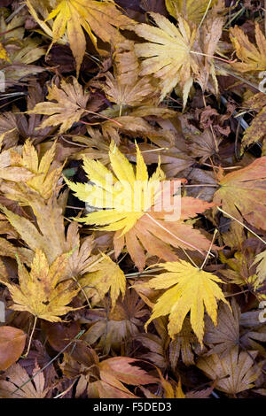 Tombée feuilles d'érable en automne. Banque D'Images