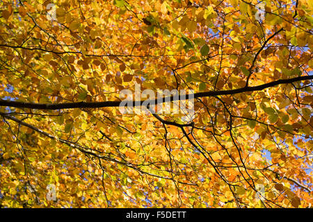 Fagus sylvatica en automne. Le hêtre commun les feuilles des arbres. Banque D'Images