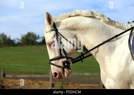 Blue-eyed spécial étalon gris posant sur dressage Banque D'Images