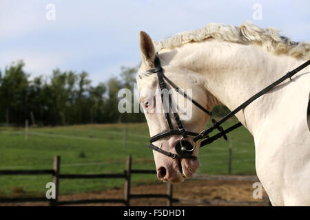 L'étalon gris rap 23-eyed posing on meadow contre natural background Banque D'Images