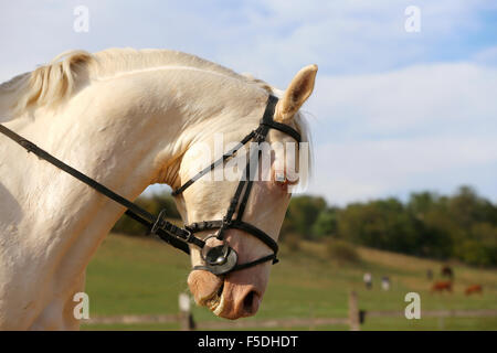 Head shot d'un étalon gris aux yeux bleus sur dressage Banque D'Images