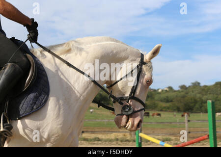 Cavalier et un beau cheval de dressage aux yeux bleus sur les pâturages au galop Banque D'Images