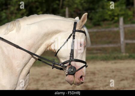 Blue-eyed spécial étalon gris posant sur dressage Banque D'Images