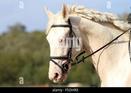 Blue-eyed spécial étalon gris posant sur dressage Banque D'Images