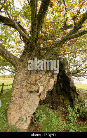 Le Queen Elizabeth 1 Chêne. Cowdray Park, Midhurst, Sussex, UK. L'un des cinquante grands arbres britannique. [Chêne sessile Quercus petraea]. Banque D'Images