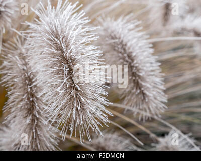 Aristae de Pennisetum alopecuroides herbe couverte de matin givre Banque D'Images