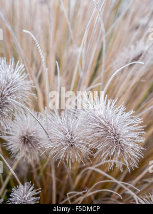 Aristae de Pennisetum alopecuroides herbe couverte de matin givre Banque D'Images