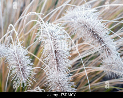 Aristae de Pennisetum alopecuroides herbe couverte de matin givre Banque D'Images