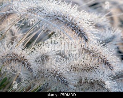 Aristae de Pennisetum alopecuroides herbe couverte de matin givre Banque D'Images