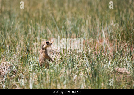 Utah-Präriehund (Cynomys parvidens), Bryce Canyon, Utah, USA, Jeux Banque D'Images