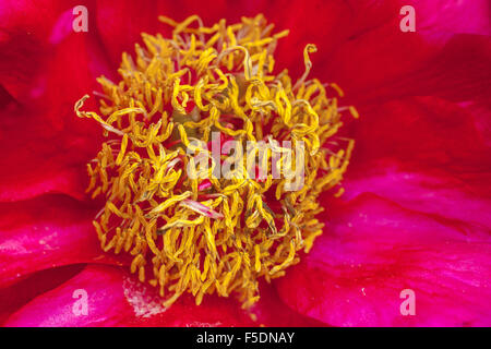 Paeonia suffruticosa pivoine arbustive, pivoines, Close up flower Banque D'Images