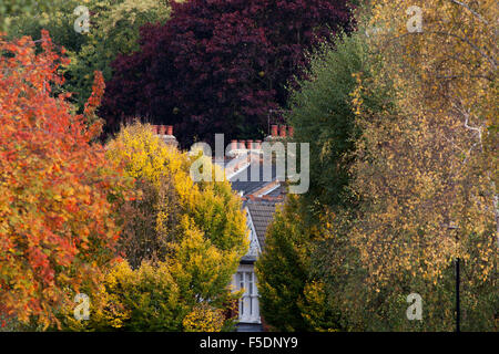 Couleur d'automne dans les arbres des Ducs Avenue, une rue dans le quartier du nord de Londres de Muswell Hill. Banque D'Images