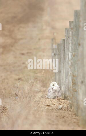 Snowy Owl assis sur le terrain par une clôture faisant un visage. Banque D'Images