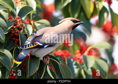 Jaseur boréal (Bombycilla garrulus) au Japon Banque D'Images