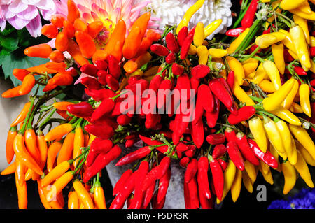 Poivrons colorés dans le magasin de fleurs, la fiole jaugée à pied, Hampstead, London Borough of Camden, Greater London, Angleterre, Royaume-Uni Banque D'Images