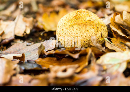 Champignons communs earthball grand au premier plan parmi les feuilles d'automne, paysage, prix pour le texte sur la gauche. Banque D'Images