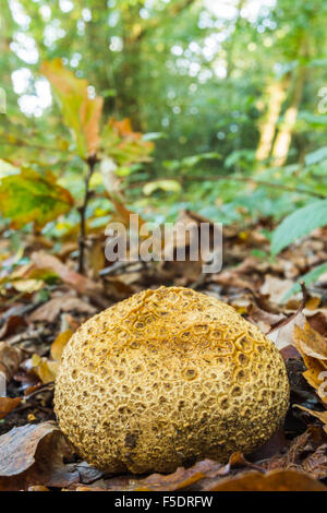 Image portrait d'une grande balle terre champignons champignon dans l'avant-plan sur le plancher de bois en automne Banque D'Images