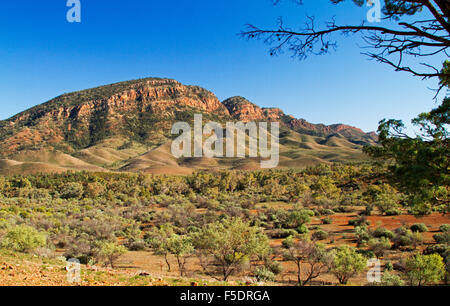 Vue imprenable sur les plages, Aroona robuste Heysen Valley & woodlands sous ciel bleu dans le parc national de Flinders Ranges, Sth outback Australie Banque D'Images