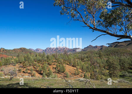 Paysage spectaculaire Outback, les pics de Flinders passant au-delà de red hills sous couvert de cyprès pins sous ciel bleu dans le sud de l'Australie Banque D'Images