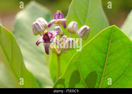 Calotropis gigantea fleur dans la nature jardin Banque D'Images