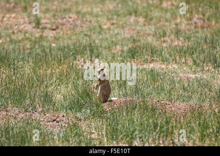 Utah-Präriehund (Cynomys parvidens), Bryce Canyon, Utah, USA, Jeux Banque D'Images