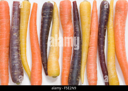 Daucus carota. Les carottes miniatures colorés. Banque D'Images