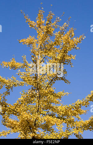 Le Ginkgo biloba arbre en automne. Banque D'Images