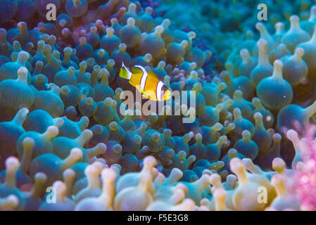 Enfants poisson de l'anémone anemone fish, 1cm de long, la natation autour de sa grande anémone de mer chambre. à Kajika Owase Mif Japon Banque D'Images