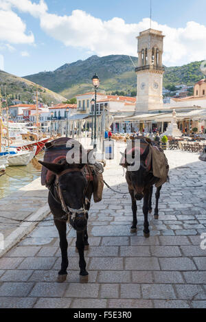 Les ânes sont utilisés pour le transport sur l'île d'Hydra en Grèce où les voitures ne sont pas autorisées Banque D'Images