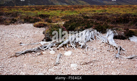 Vieux exposés des racines d'arbres sur les rives du Loch Muick, près de la Grande Motte, dans l'Aberdeenshire, Ecosse, Royaume-Uni. Banque D'Images