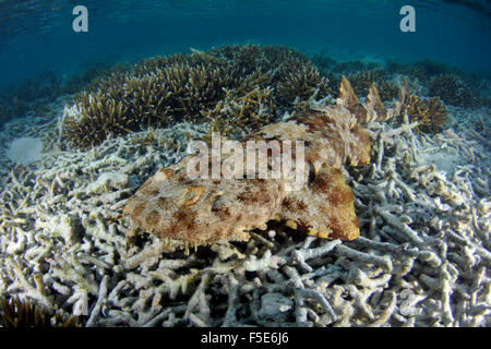 Requin wobbegong à pampilles, Eucrossorhinus dasypogon, Heron Island, Grande Barrière de Corail, Australie Banque D'Images