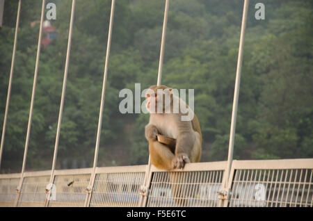 Sur le pont de singe, Rishikesh, Inde Banque D'Images