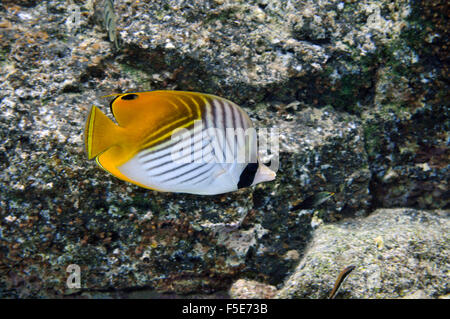 Papillons, Chaetodon auriga Threadfin, Waiopae les mares, Kapoho, Big Island, Hawaii, USA Banque D'Images