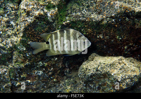 La tache noire Abudefduf sordidus, sergent, Waiopae les mares, Kapoho, Big Island, Hawaii, USA Banque D'Images