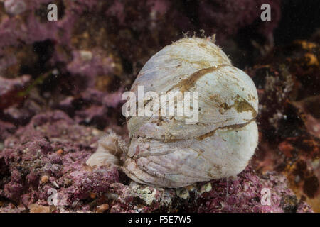 Slipper limpet, slippersnail Pantoffel-Schnecke, slipper, shell, Amerikanische Crepidula fornicata, Pantoffelschnecke Banque D'Images