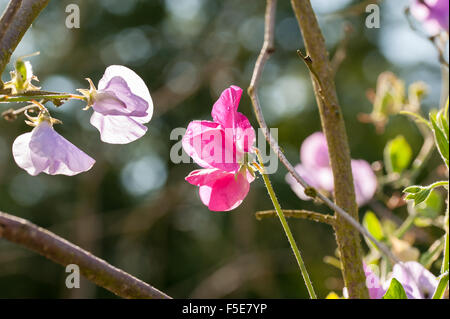 Une fleur de pois sucré rose Banque D'Images