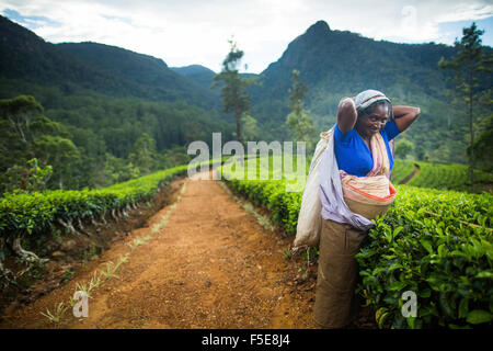 Plateau picker, Haputale, Sri Lanka, Asie Banque D'Images