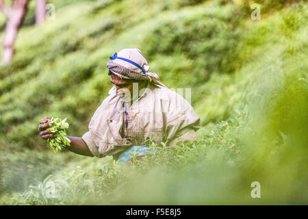 Plateau picker, Haputale, Sri Lanka, Asie Banque D'Images