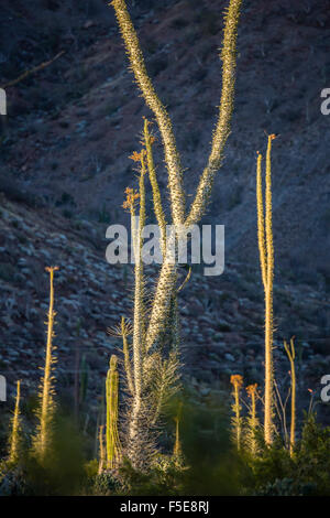 Grand arbre Boojum (Cirio) (Fouquieria columnaris) au coucher du soleil près de Bahia de Los Angeles, Basse Californie, Mexique, Amérique du Nord Banque D'Images