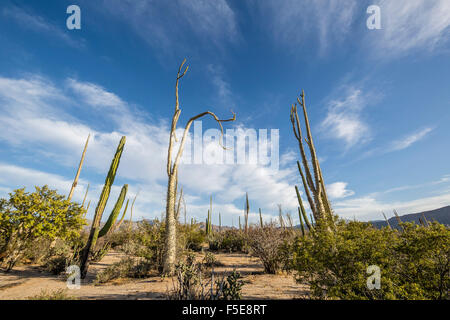 Arbre généalogique Boojum (Cirio) (Fouquieria columnaris) au coucher du soleil près de Bahia de Los Angeles, Basse Californie, Mexique, Amérique du Nord Banque D'Images