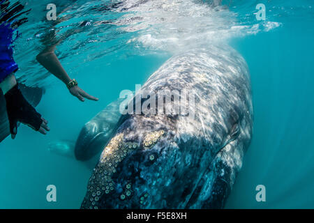 Baleine grise de Californie calf sous l'eau avec les observateurs de baleines dans la lagune de San Ignacio, Baja California Sur, Mexique Banque D'Images